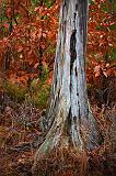 Dead Tree Trunk_11030